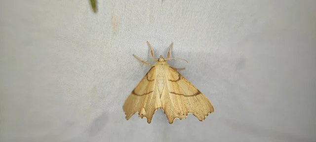 Ennomos erosaria - hársfa-levélaraszoló