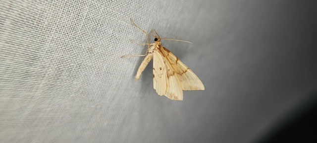 Eulithis pyraliata - sárga galajaraszoló