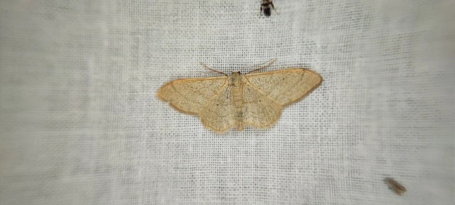 Idaea straminata - szalmasárga sávosaraszoló