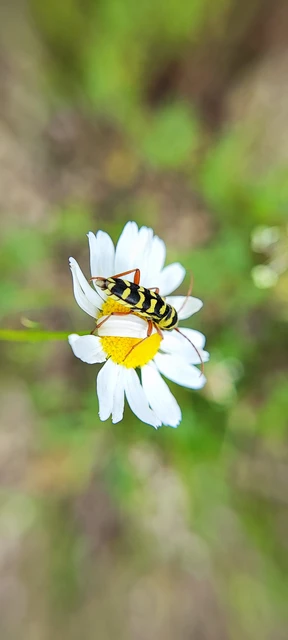Echinocerus floralis - lucerna-darázscincér