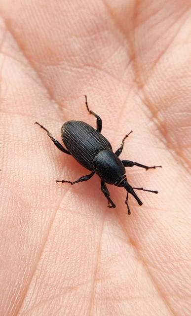Sphenophorus