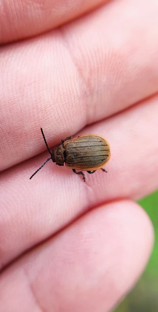 Galeruca pomonae - barna olajosbogár