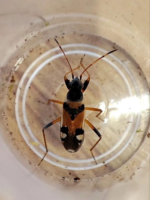 Beosus quadripunctatus - pettyes homokibodobács