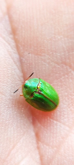 Cassida