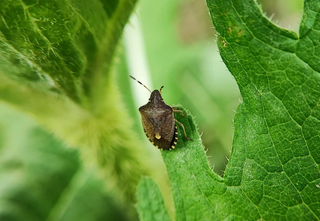 Pentatomidae - címerespoloskák