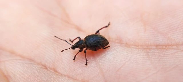 Dodecastichus