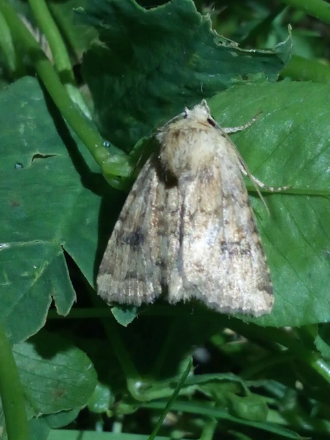 Atypha pulmonaris - tüdőfű-levélbagoly