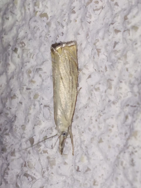 Chrysoteuchia culmella - kerti fűgyökérmoly