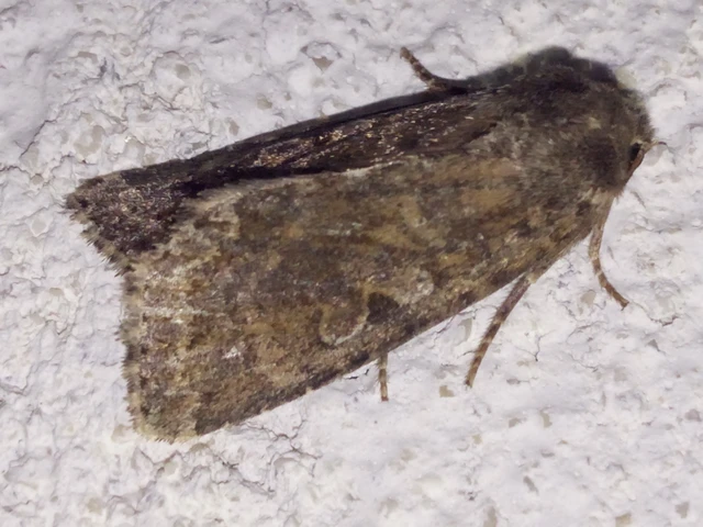 Apterogenum ypsillon - ipszilon-erdeibagoly