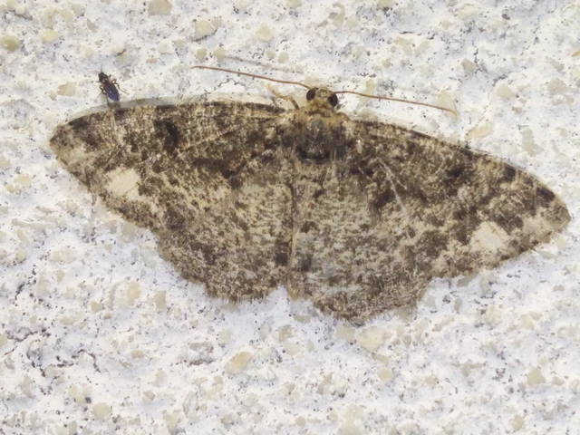 Parectropis similaria - barna zuzmóaraszoló
