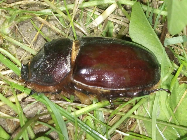 Oryctes nasicornis - orrszarvú bogár