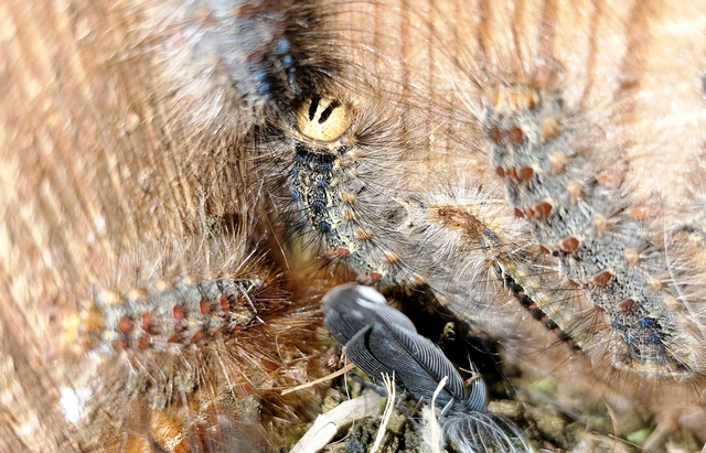 Lymantria dispar - gyapjaslepke