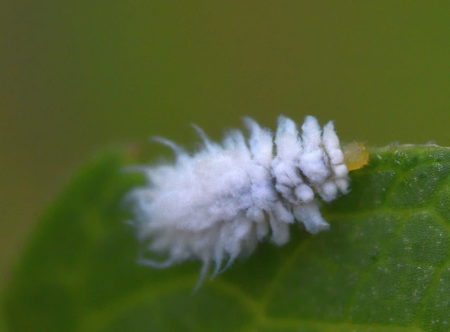 Scymnus