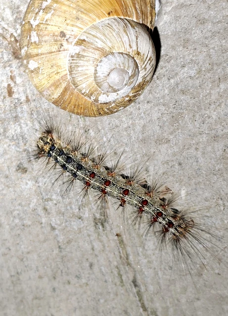 Lymantria dispar - gyapjaslepke