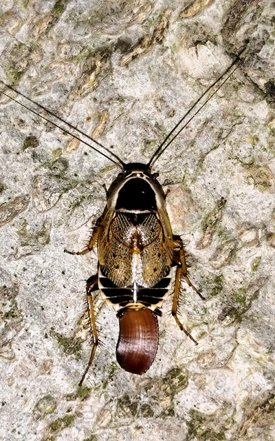 Blattodea - Csótányok Blattodea - Csótányok