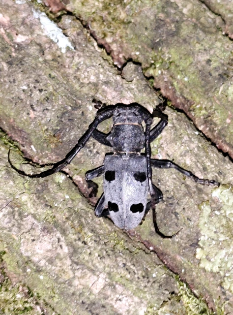 Morimus asper funereus - gyászcincér