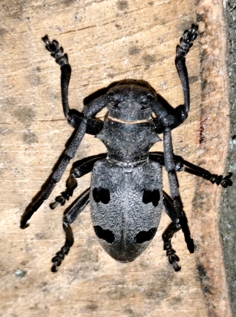 Morimus asper funereus - gyászcincér