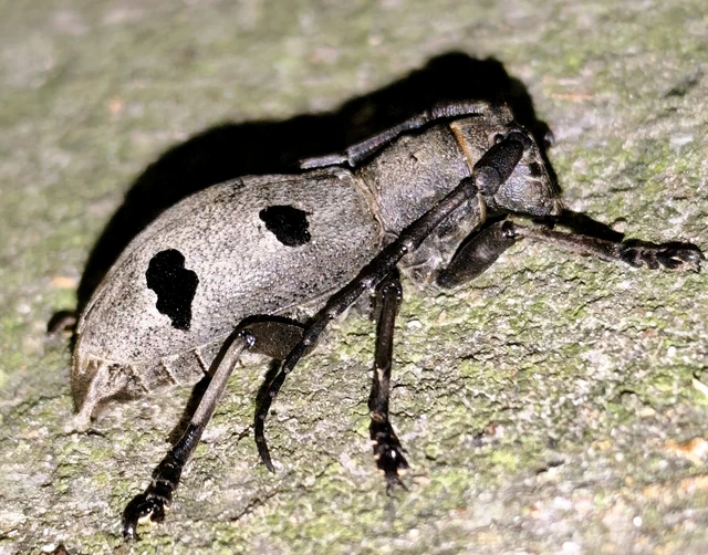 Morimus asper funereus - gyászcincér