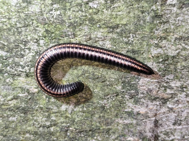 Diplopoda - Ikerszelvényesek