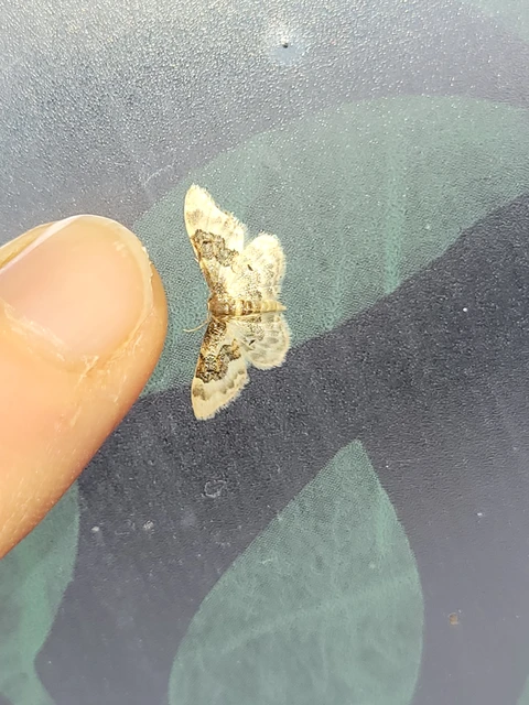 Idaea rusticata - tarka apróaraszoló