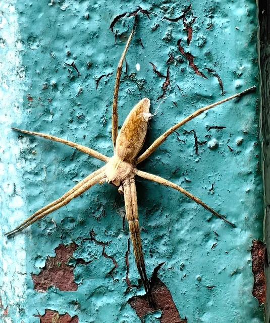 Pisaura mirabilis - csodáspók Pisaura mirabilis - csodáspók
