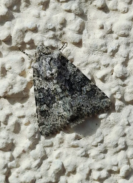 Hecatera dysodea - parajbagoly