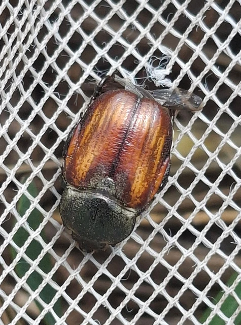 Anisoplia tempestiva - gabonaszipoly