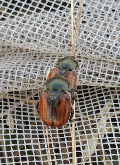 Anisoplia tempestiva - gabonaszipoly