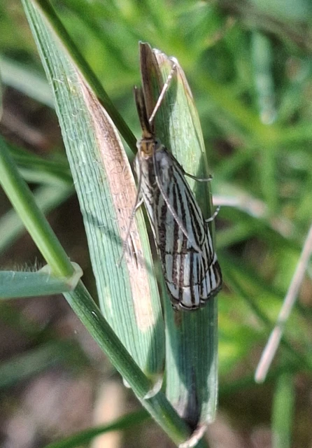 Microlepidoptera - Molylepkék
