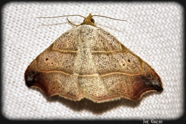 Laspeyria flexula - zuzmóbagoly