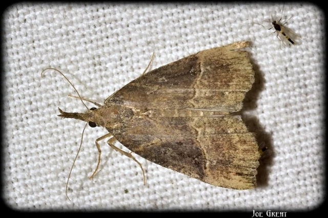 Hypena rostralis - közönséges karcsúbagoly