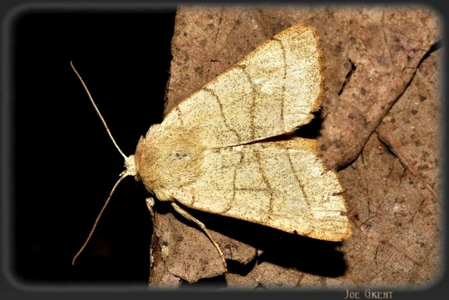 Charanyca trigrammica - háromsávos lombbagoly