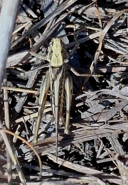 Decticus verrucivorus - szemölcsevő szöcske Decticus verrucivorus - szemölcsevő szöcske