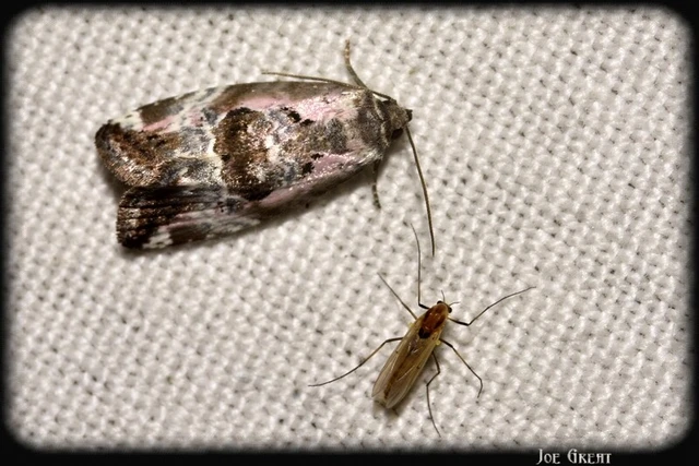Hapalotis venustula - rózsaszínű mázasbagoly