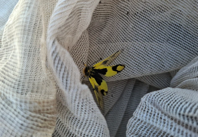 Libelloides macaronius - keleti rablópille