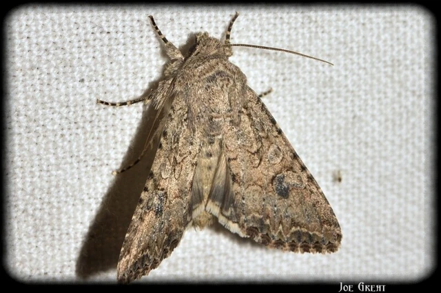 Hadula trifolii - lóherebagoly