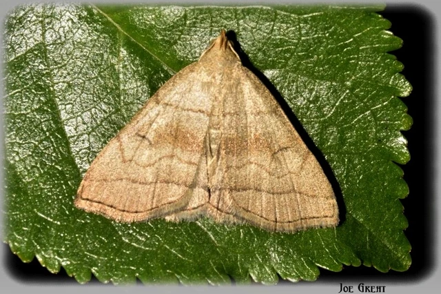 Herminia tarsicrinalis - szőröslábú karcsúbagoly