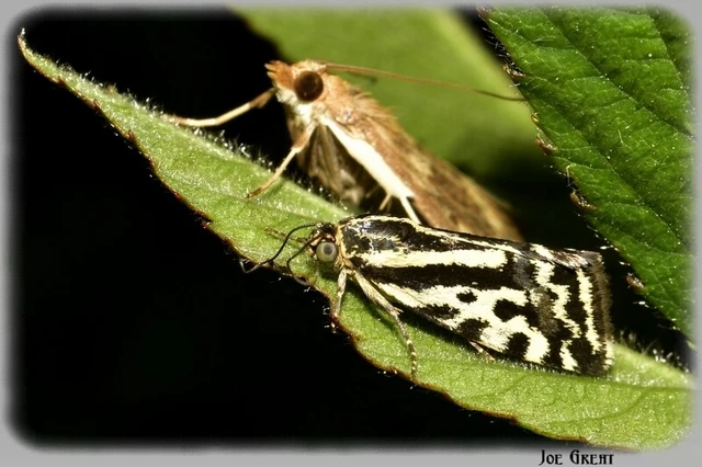 Emmelia trabealis - zebrabagoly