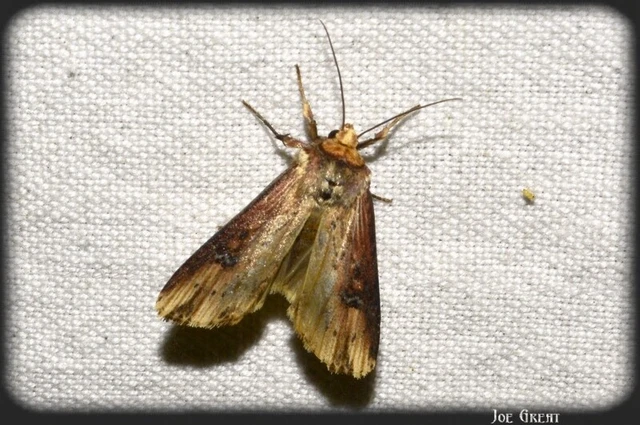 Axylia putris - vonalkás földibagoly
