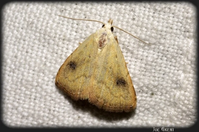 Rivula sericealis - selymes lórombagoly