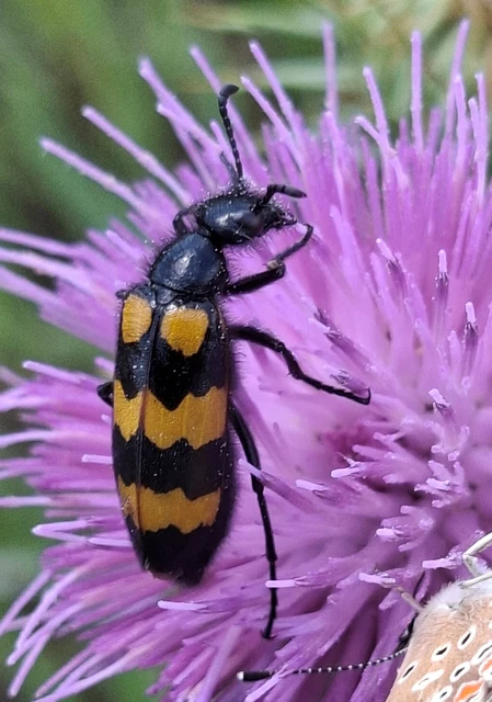 Mylabris variabilis - szalagos hólyaghúzó
