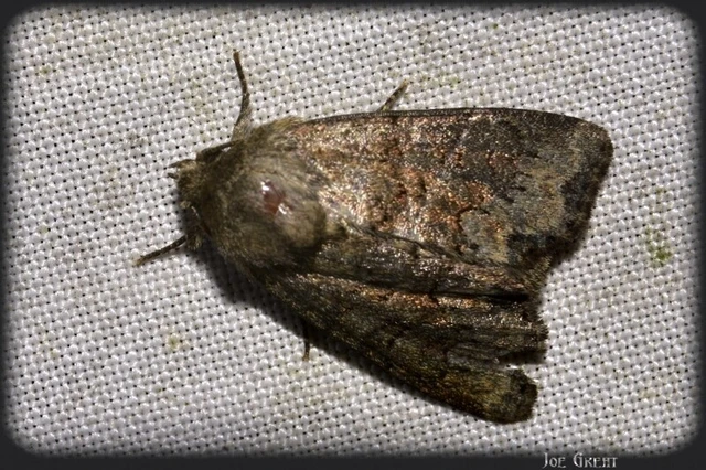 Oligia strigilis - kormos dudvabagoly