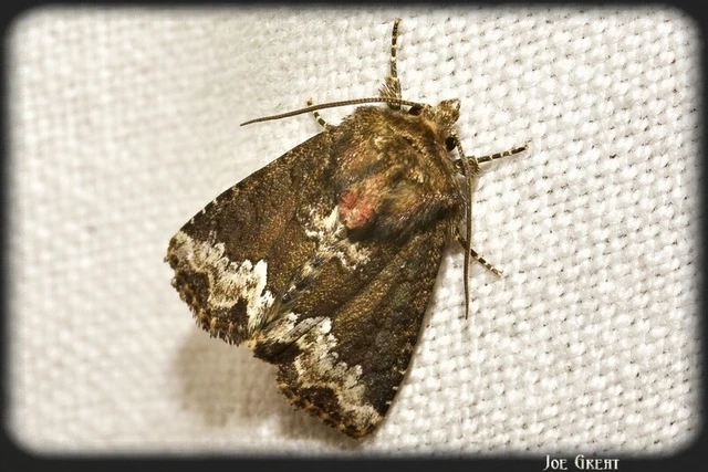 Oligia strigilis - kormos dudvabagoly