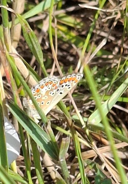 Aricia agestis - szerecsenboglárka