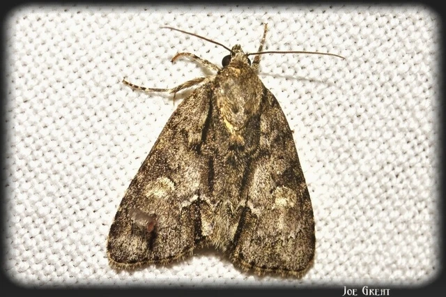 Acronicta strigosa - kis szigonyosbagoly