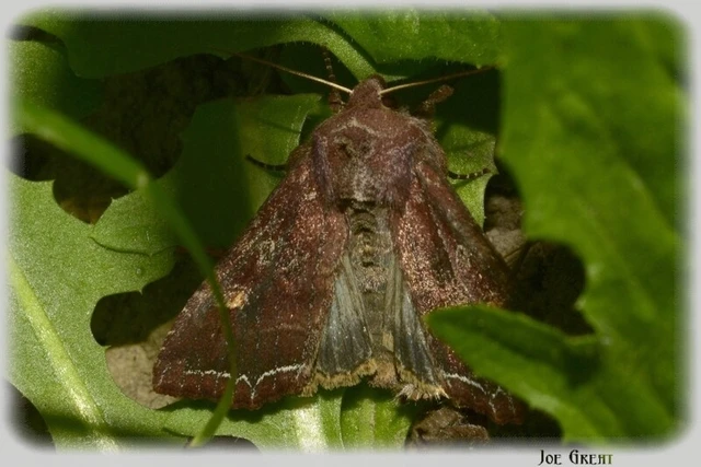 Lacanobia oleracea - saláta-kertibagoly