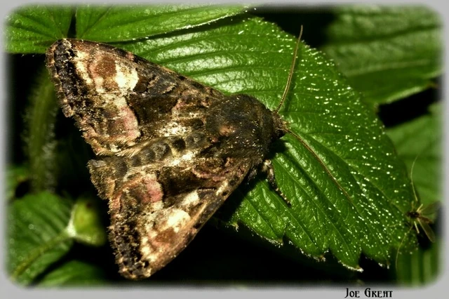 Euplexia lucipara - szeder-csipkésbagoly