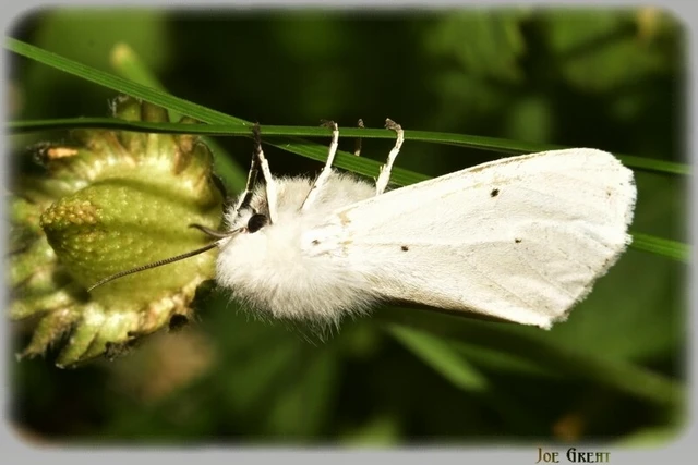 Spilosoma urticae - hószínű medvelepke