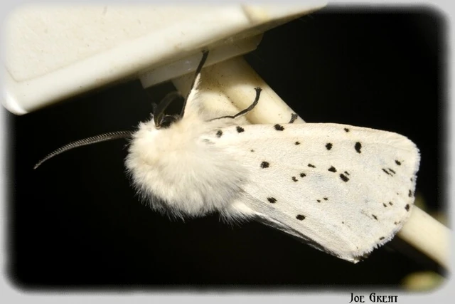 Spilosoma lubricipedum - tejszínű medvelepke