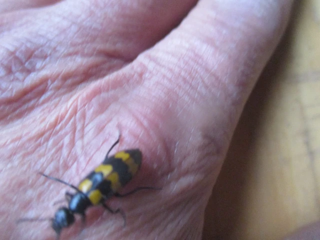 Mylabris variabilis - szalagos hólyaghúzó